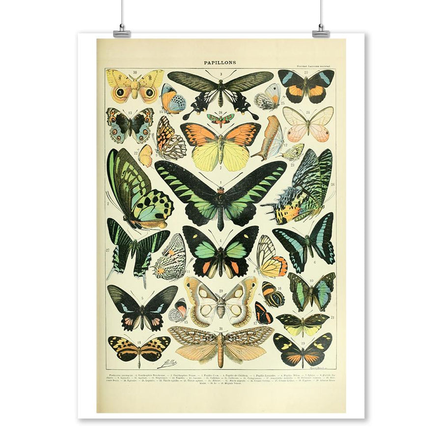 Butterflies, B, Vintage Bookplate, Adolphe Millot Artwork, Art Prints and Metal Signs Art Lantern Press 