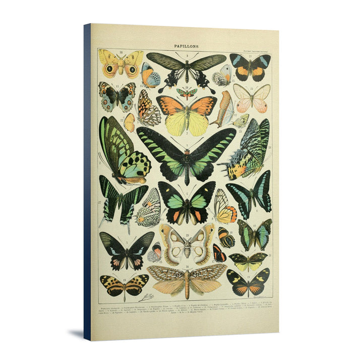 Butterflies, B, Vintage Bookplate, Adolphe Millot Artwork, Stretched Canvas Canvas Lantern Press 12x18 Stretched Canvas 
