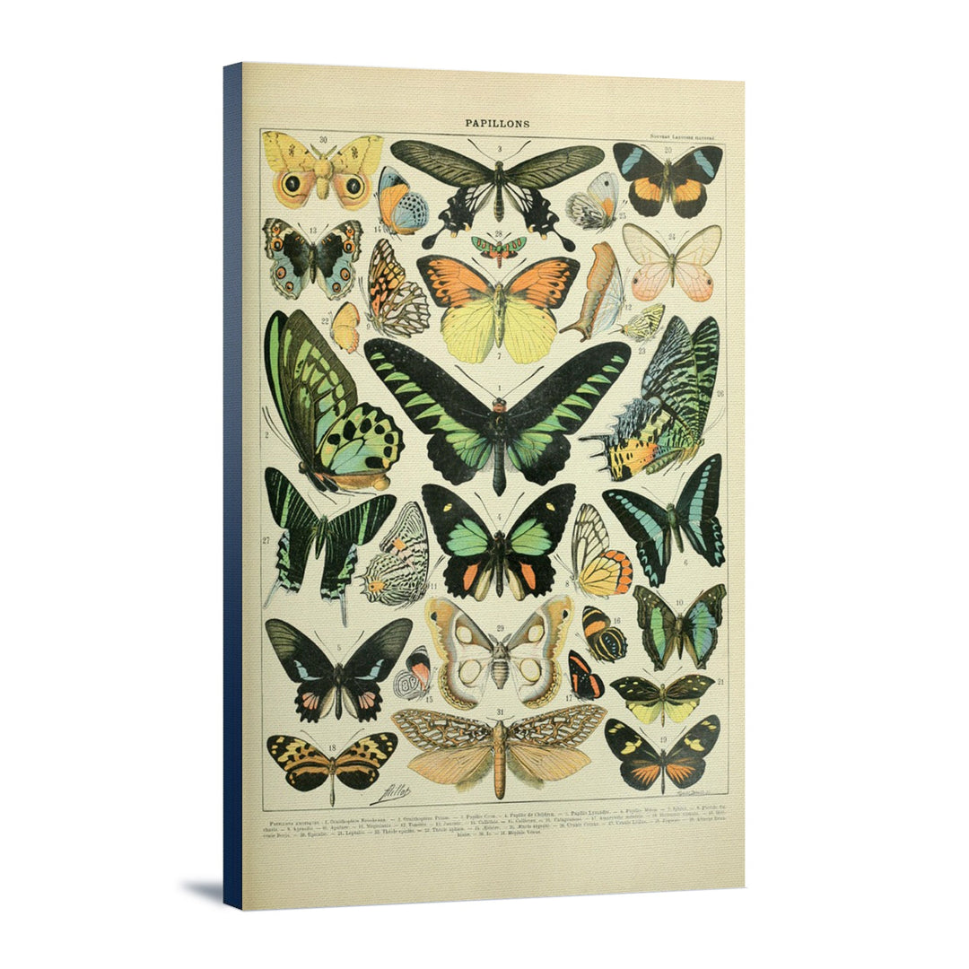 Butterflies, B, Vintage Bookplate, Adolphe Millot Artwork, Stretched Canvas Canvas Lantern Press 16x24 Stretched Canvas 