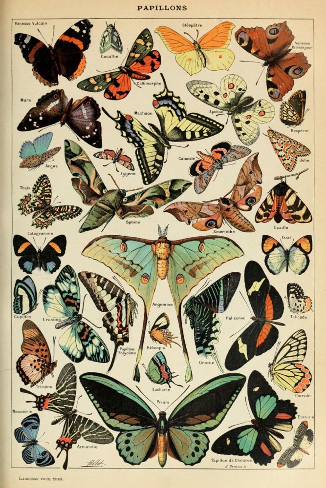 Butterflies, C, Vintage Bookplate, Adolphe Millot Artwork, Art Prints and Metal Signs Art Lantern Press 12 x 18 Art Print 