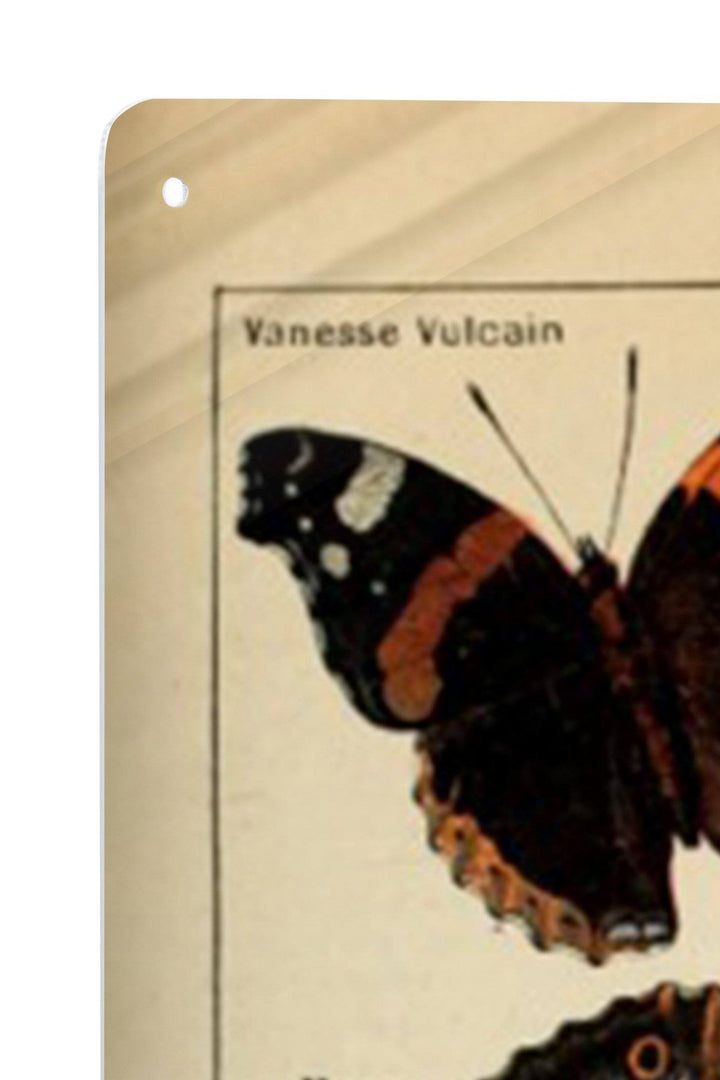 Butterflies, C, Vintage Bookplate, Adolphe Millot Artwork, Art Prints and Metal Signs Art Lantern Press 