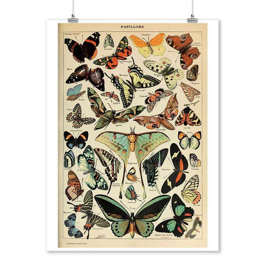 Butterflies, C, Vintage Bookplate, Adolphe Millot Artwork, Art Prints and Metal Signs Art Lantern Press 