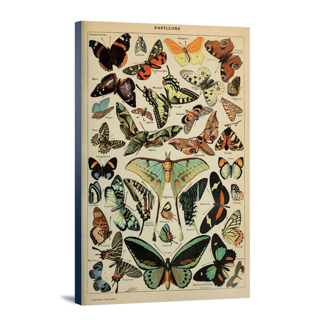 Butterflies, C, Vintage Bookplate, Adolphe Millot Artwork, Stretched Canvas Canvas Lantern Press 12x18 Stretched Canvas 