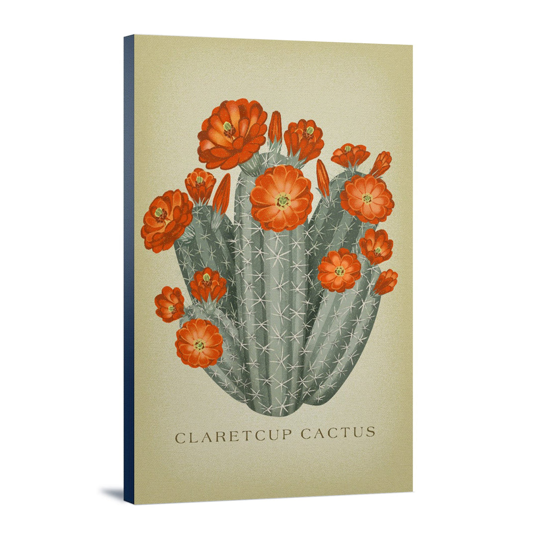 Claretcup Cactus, Vintage Flora, Lantern Press Artwork, Stretched Canvas Canvas Lantern Press 12x18 Stretched Canvas 