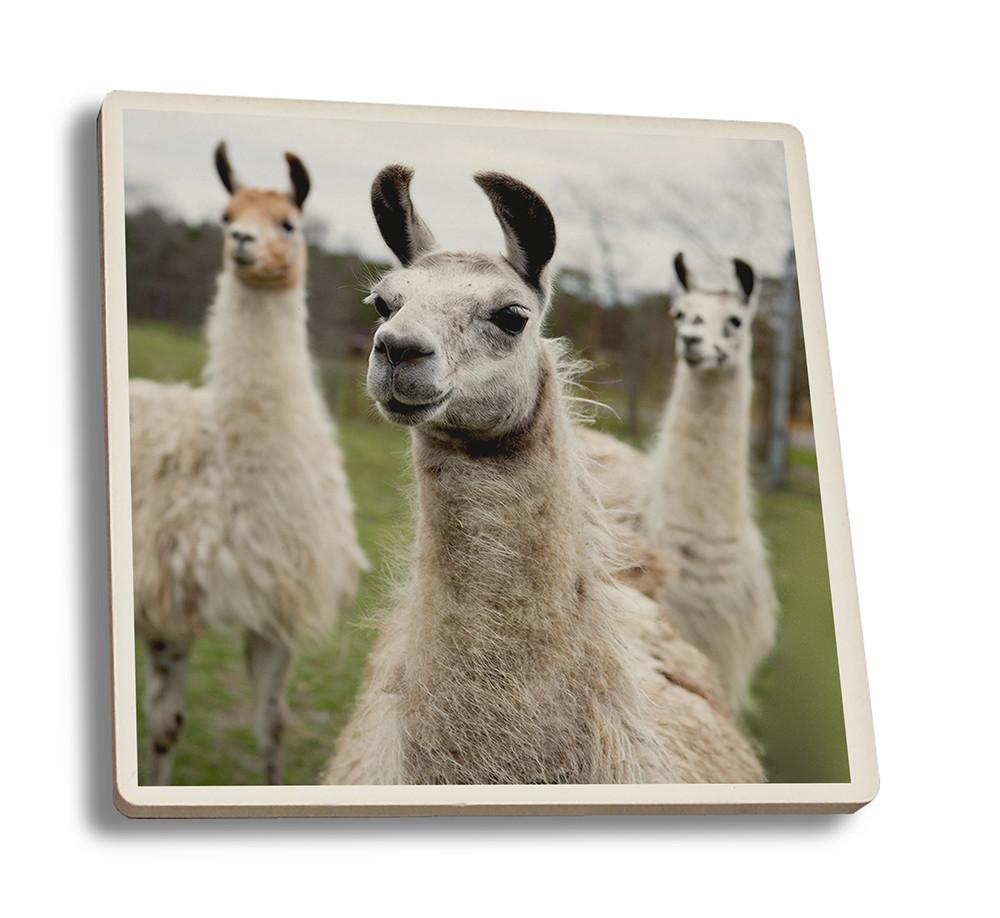 Coaster (Llamas - Lantern Press Photography) Coaster Nightingale Boutique Coaster Set 