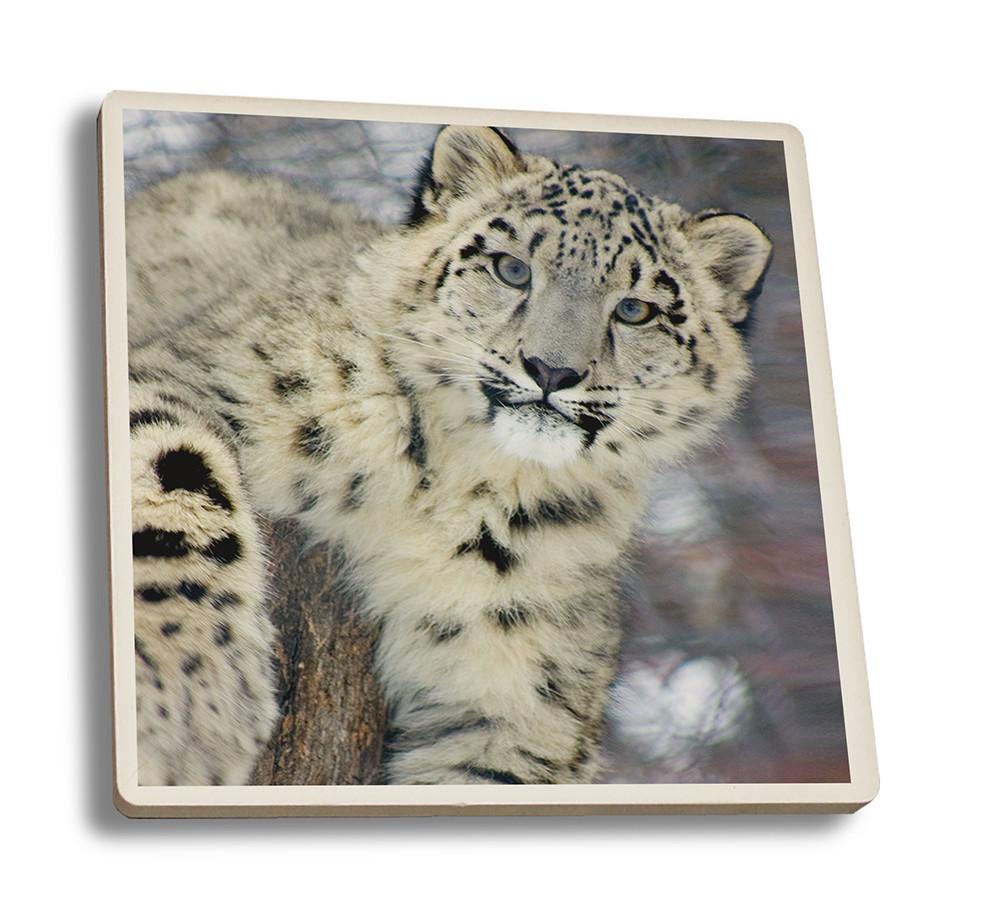 Coaster (Snow Leopard - Lantern Press Photography) Coaster Nightingale Boutique Coaster Set 