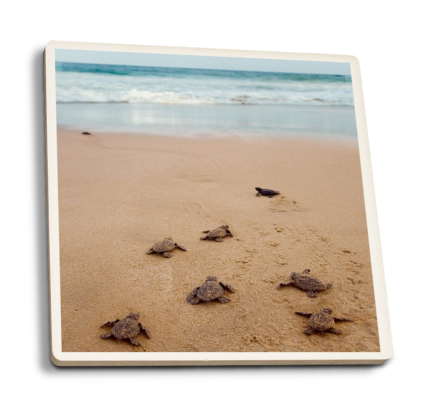 Coasters (Sea Turtles Hatching, Lantern Press Photography) Lifestyle-Coaster Lantern Press 