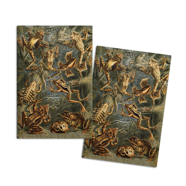 Ernst Haeckel, Batrachia, Lantern Press Artwork, Wood Signs and Postcards Wood Lantern Press 4x6 Wood Postcard Set 