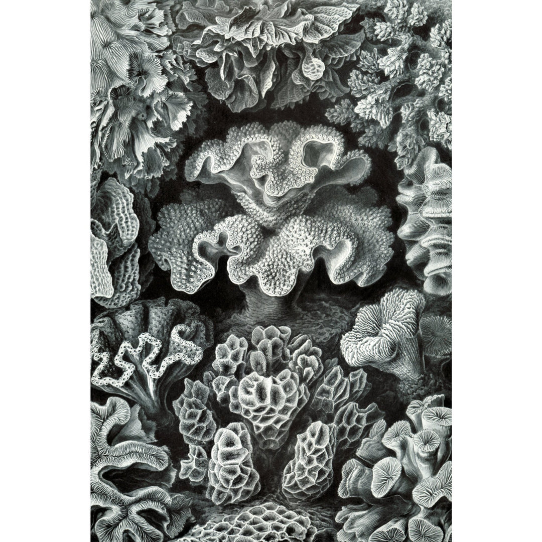 Ernst Haeckel, Hexacoralla, Lantern Press Artwork, Stretched Canvas Canvas Lantern Press 