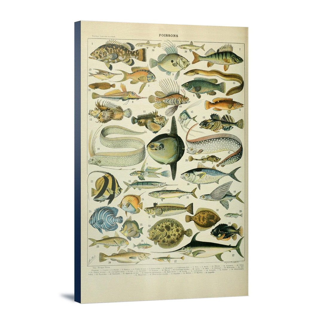 Fish, A, Vintage Bookplate, Adolphe Millot Artwork, Stretched Canvas Canvas Lantern Press 12x18 Stretched Canvas 