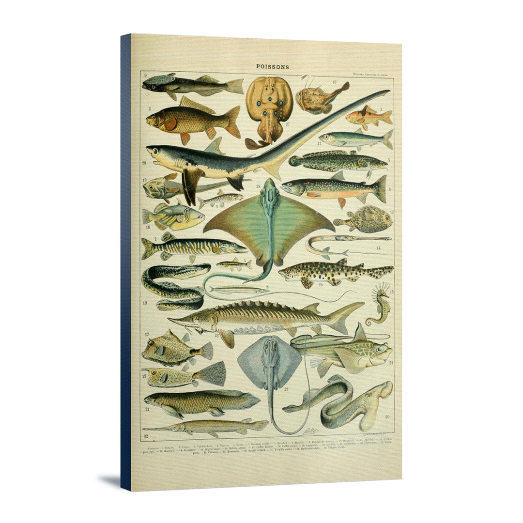 Fish, B, Vintage Bookplate, Adolphe Millot Artwork, (12x18 Wrapped Canvas, Wall Decor, Artwork), Size: 12x18 Stretched Canv