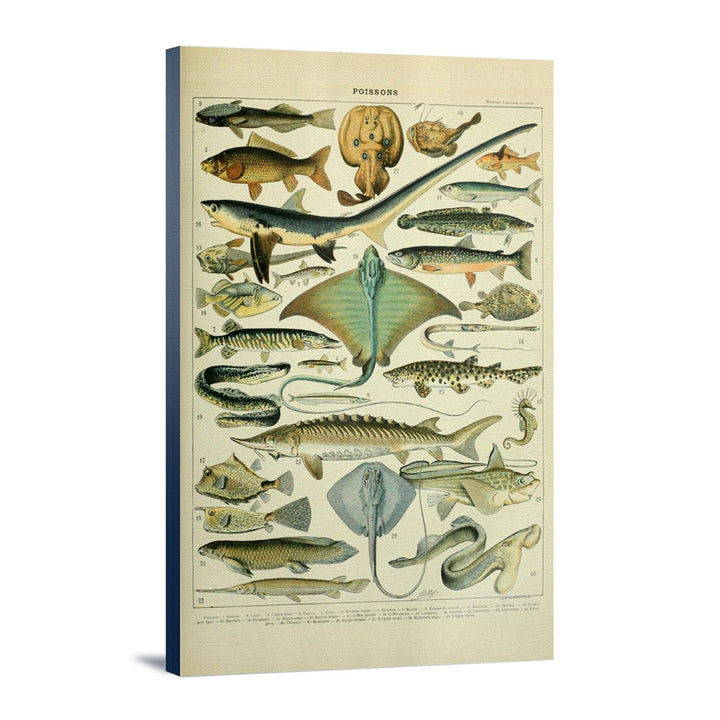 Fish, B, Vintage Bookplate, Adolphe Millot Artwork, Stretched Canvas Canvas Lantern Press 