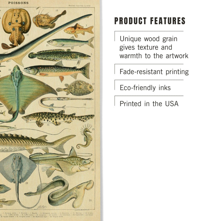 Fish, B, Vintage Bookplate, Adolphe Millot Artwork, Wood Signs and Postcards Wood Lantern Press 