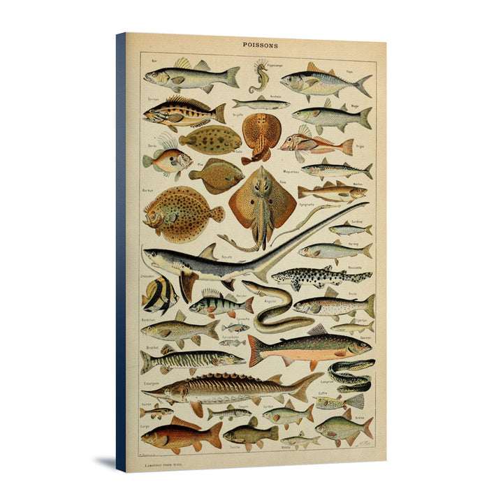 Fish, C, Vintage Bookplate, Adolphe Millot Artwork, Stretched Canvas Canvas Lantern Press 12x18 Stretched Canvas 