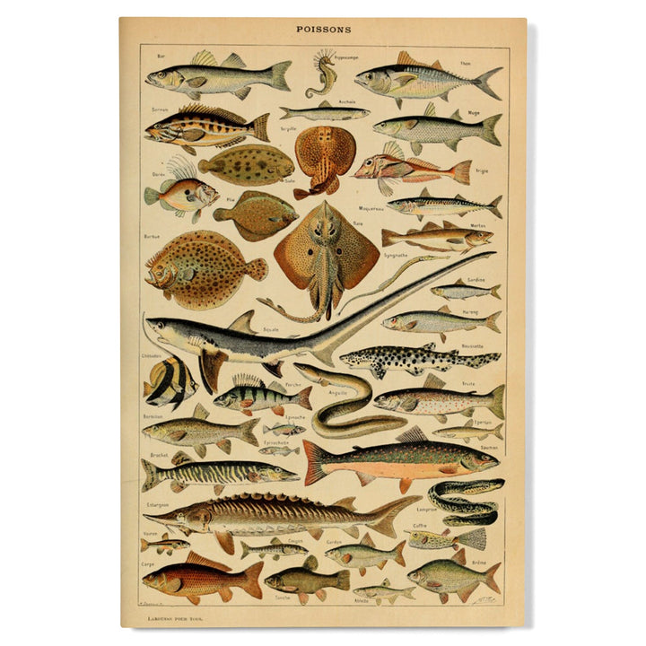 Fish, C, Vintage Bookplate, Adolphe Millot Artwork, Wood Signs and Postcards Wood Lantern Press 