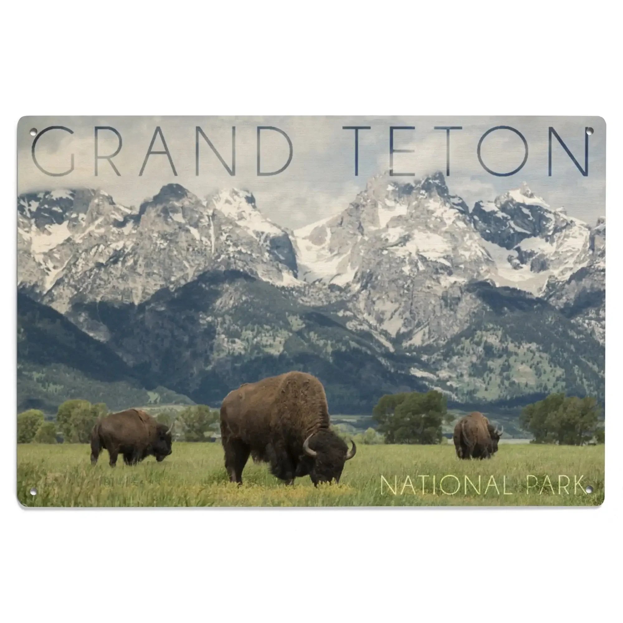 Grand Teton National Park, Wyoming, Buffalo & Mountain Scene