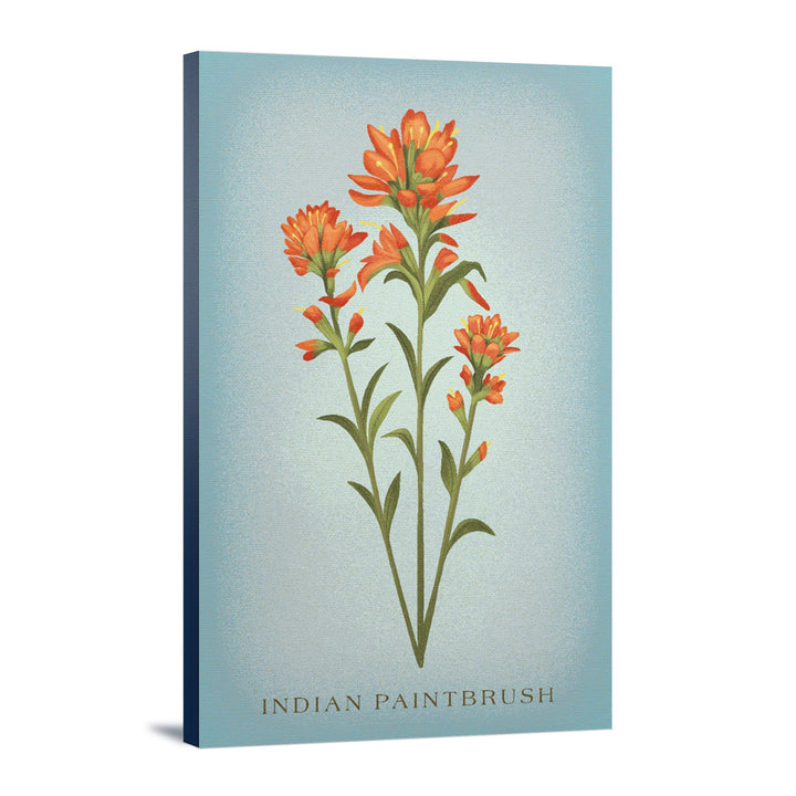 Indian Paintbrush, Vintage Flora, Lantern Press Artwork, Stretched Canvas Canvas Lantern Press 12x18 Stretched Canvas 