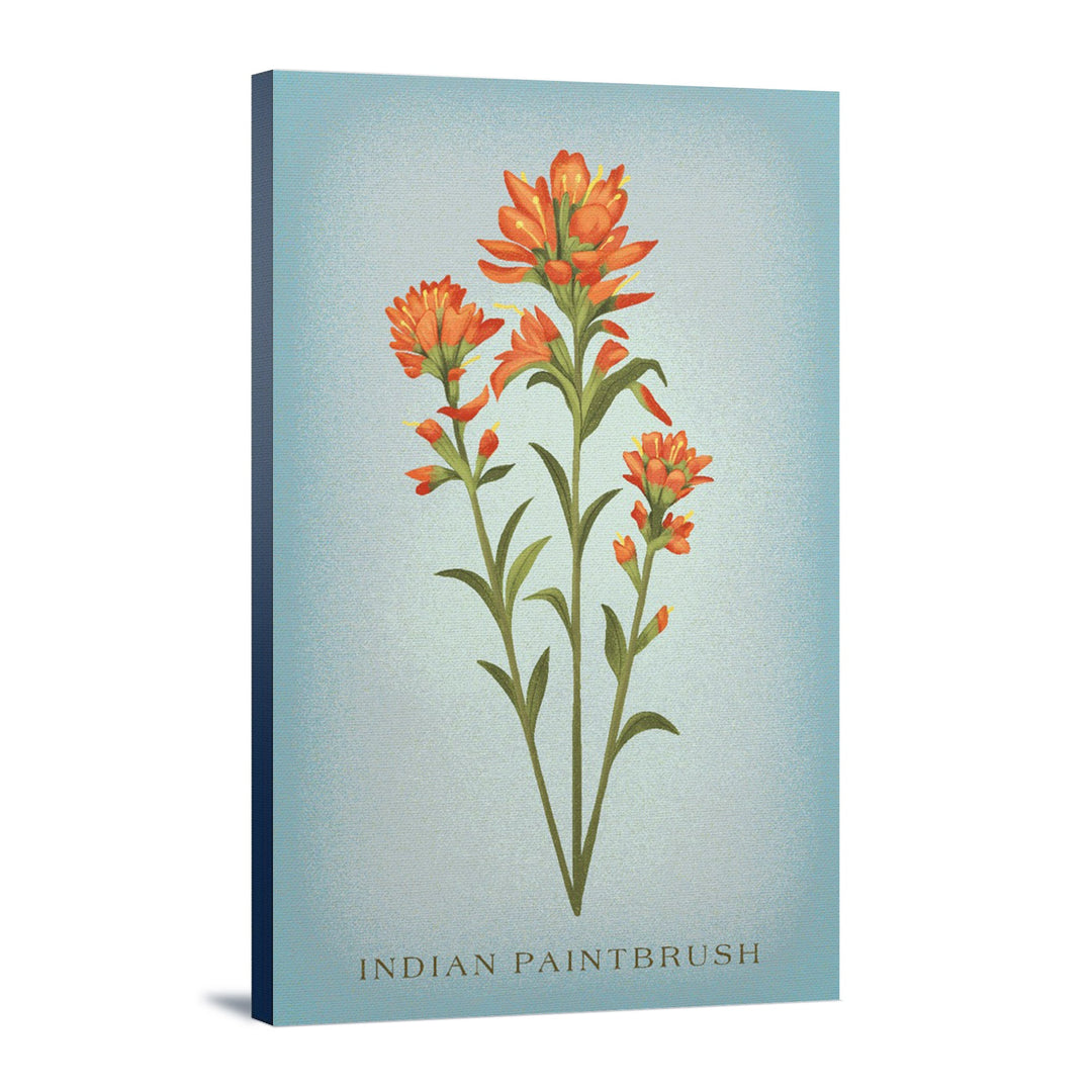 Indian Paintbrush, Vintage Flora, Lantern Press Artwork, Stretched Canvas Canvas Lantern Press 16x24 Stretched Canvas 
