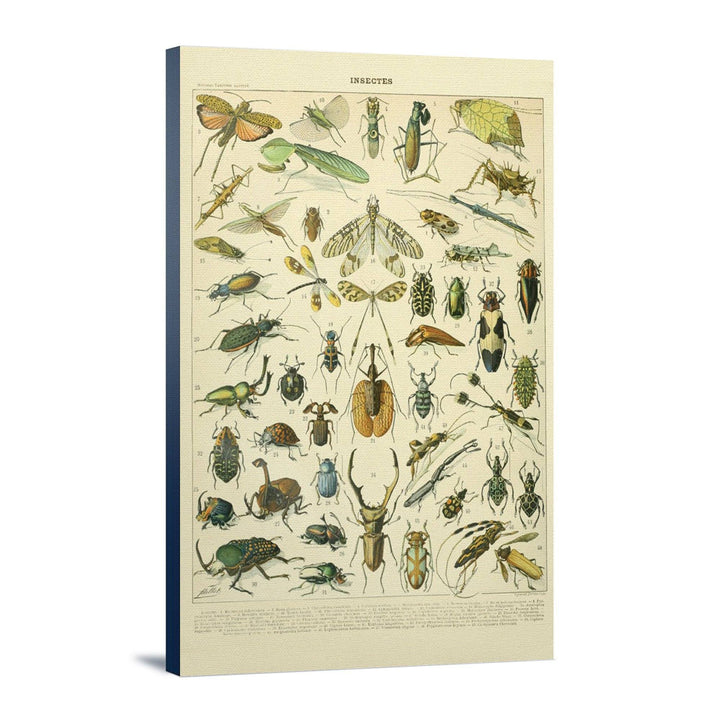 Insects, B, Vintage Bookplate, Adolphe Millot Artwork, Stretched Canvas Canvas Lantern Press 