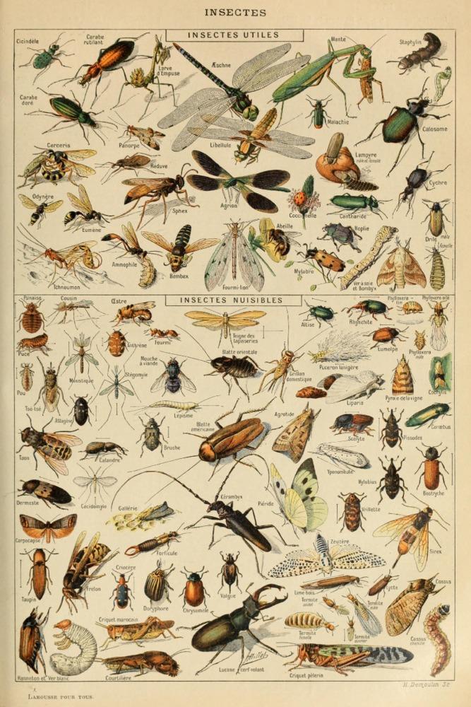 Insects, D, Vintage Bookplate, Adolphe Millot Artwork, Art Prints and Metal Signs Art Lantern Press 12 x 18 Art Print 