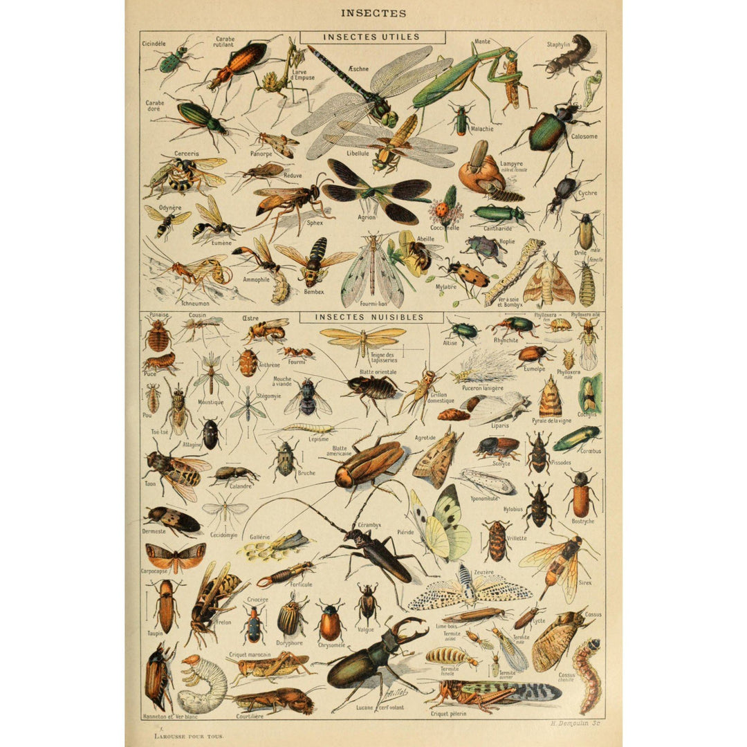 Insects, D, Vintage Bookplate, Adolphe Millot Artwork, Stretched Canvas Canvas Lantern Press 