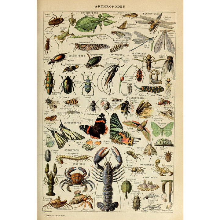 Insects, Vintage Bookplate, Adolphe Millot Artwork, Stretched Canvas Canvas Lantern Press 