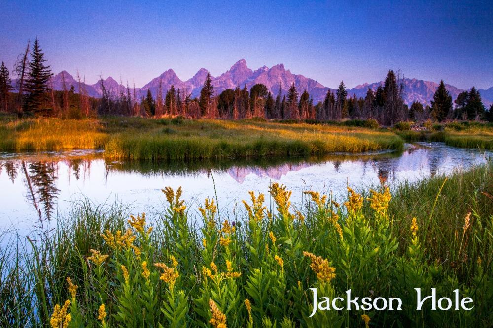 Jackson Hole, Wyoming, Flower Foreground, Lantern Press Photography, Art Prints and Metal Signs Art Lantern Press 12 x 18 Art Print 
