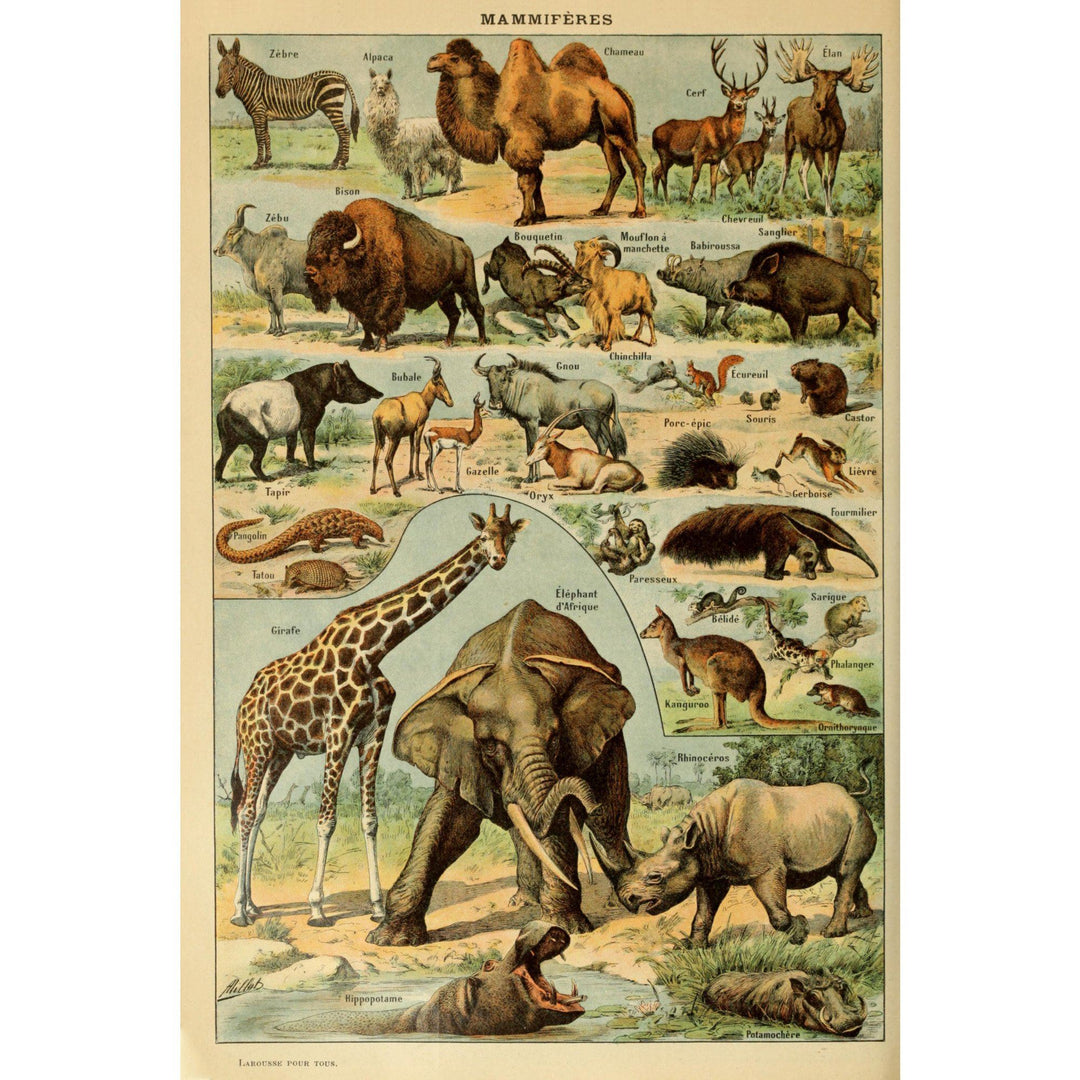 Mammals, B, Vintage Bookplate, Adolphe Millot Artwork, Stretched Canvas Canvas Lantern Press 