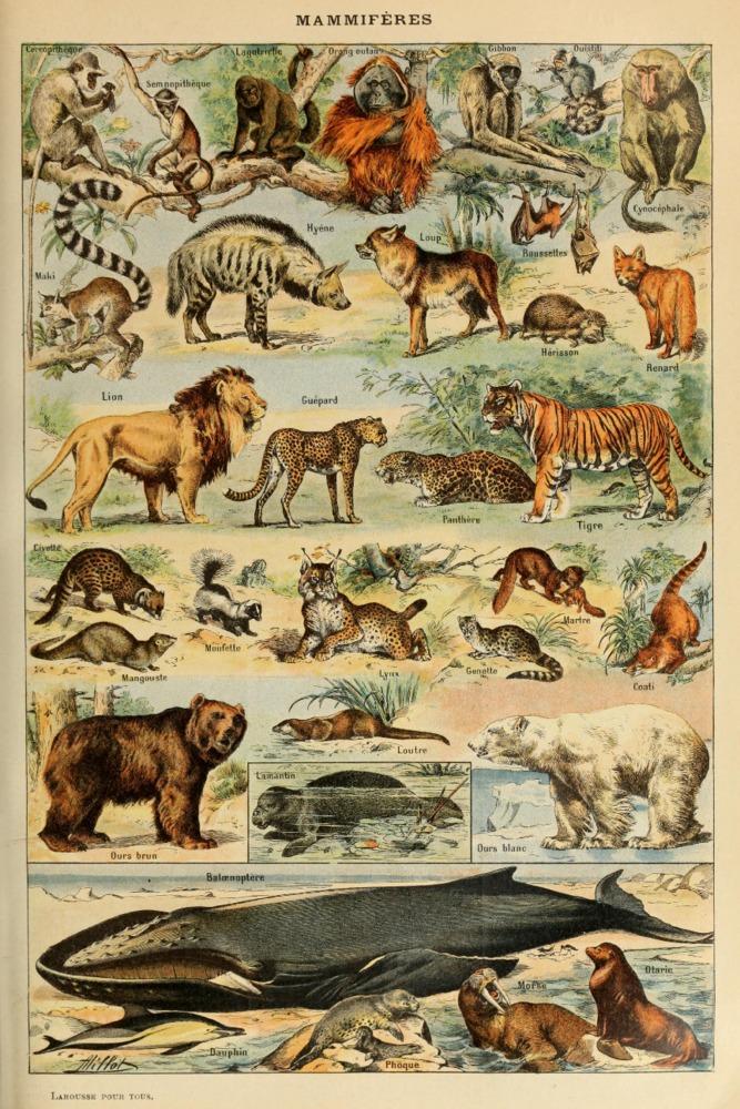Mammals, D, Vintage Bookplate, Adolphe Millot Artwork, Art Prints and Metal Signs Art Lantern Press 12 x 18 Art Print 