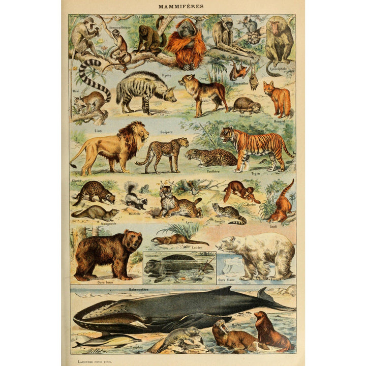 Mammals, D, Vintage Bookplate, Adolphe Millot Artwork, Stretched Canvas Canvas Lantern Press 