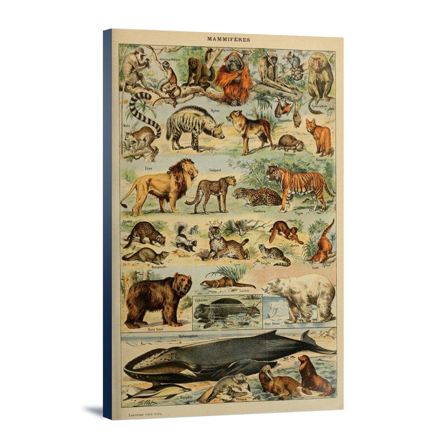 Mammals, D, Vintage Bookplate, Adolphe Millot Artwork, Stretched Canvas Canvas Lantern Press 