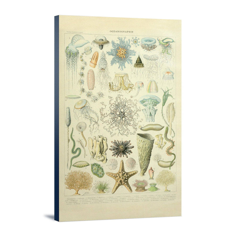 Marine Life, C, Vintage Bookplate, Adolphe Millot Artwork, Stretched Canvas Canvas Lantern Press 