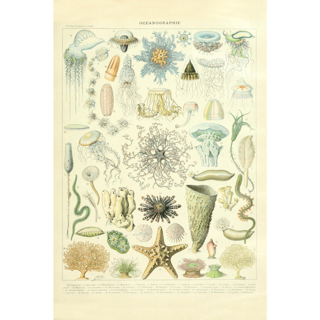 Marine Life, C, Vintage Bookplate, Adolphe Millot Artwork, Stretched Canvas Canvas Lantern Press 