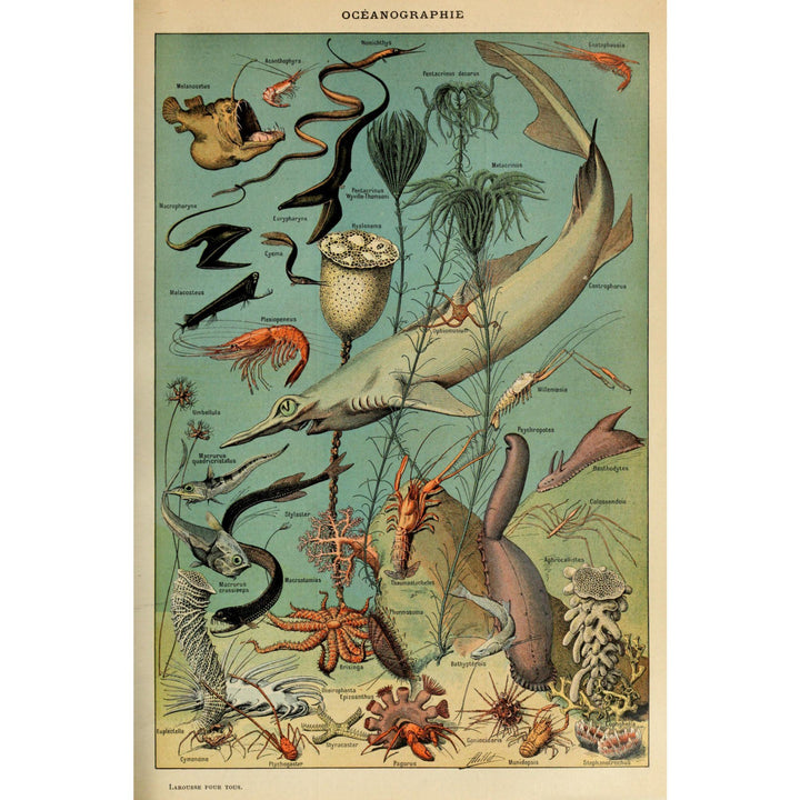 Marine Life, D, Vintage Bookplate, Adolphe Millot Artwork, Stretched Canvas Canvas Lantern Press 