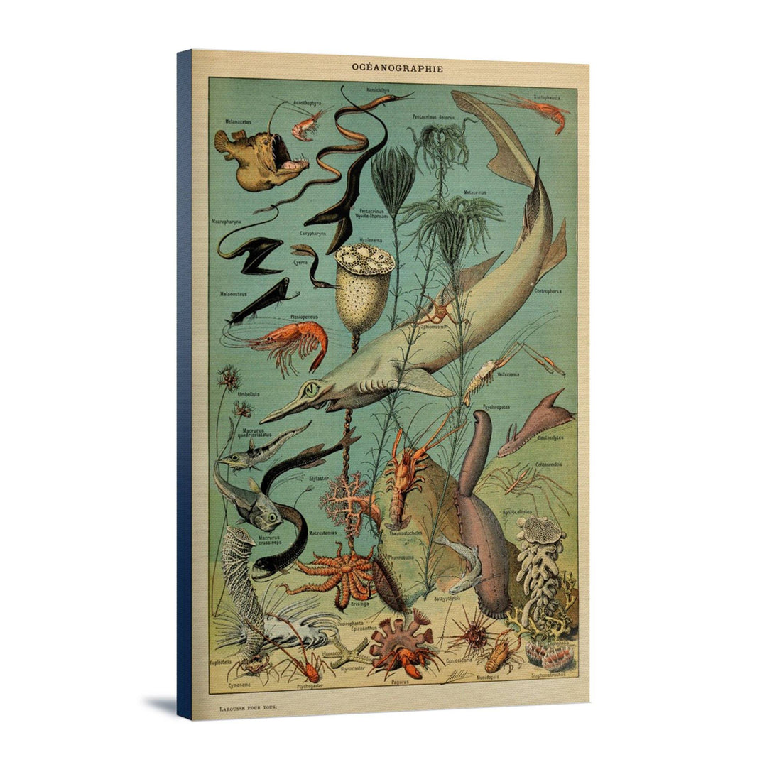 Marine Life, D, Vintage Bookplate, Adolphe Millot Artwork, Stretched Canvas Canvas Lantern Press 