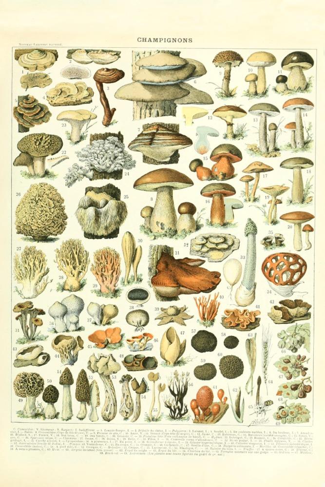 Mushrooms, A, Vintage Bookplate, Adolphe Millot Artwork, Art Prints and Metal Signs Art Lantern Press 12 x 18 Art Print 