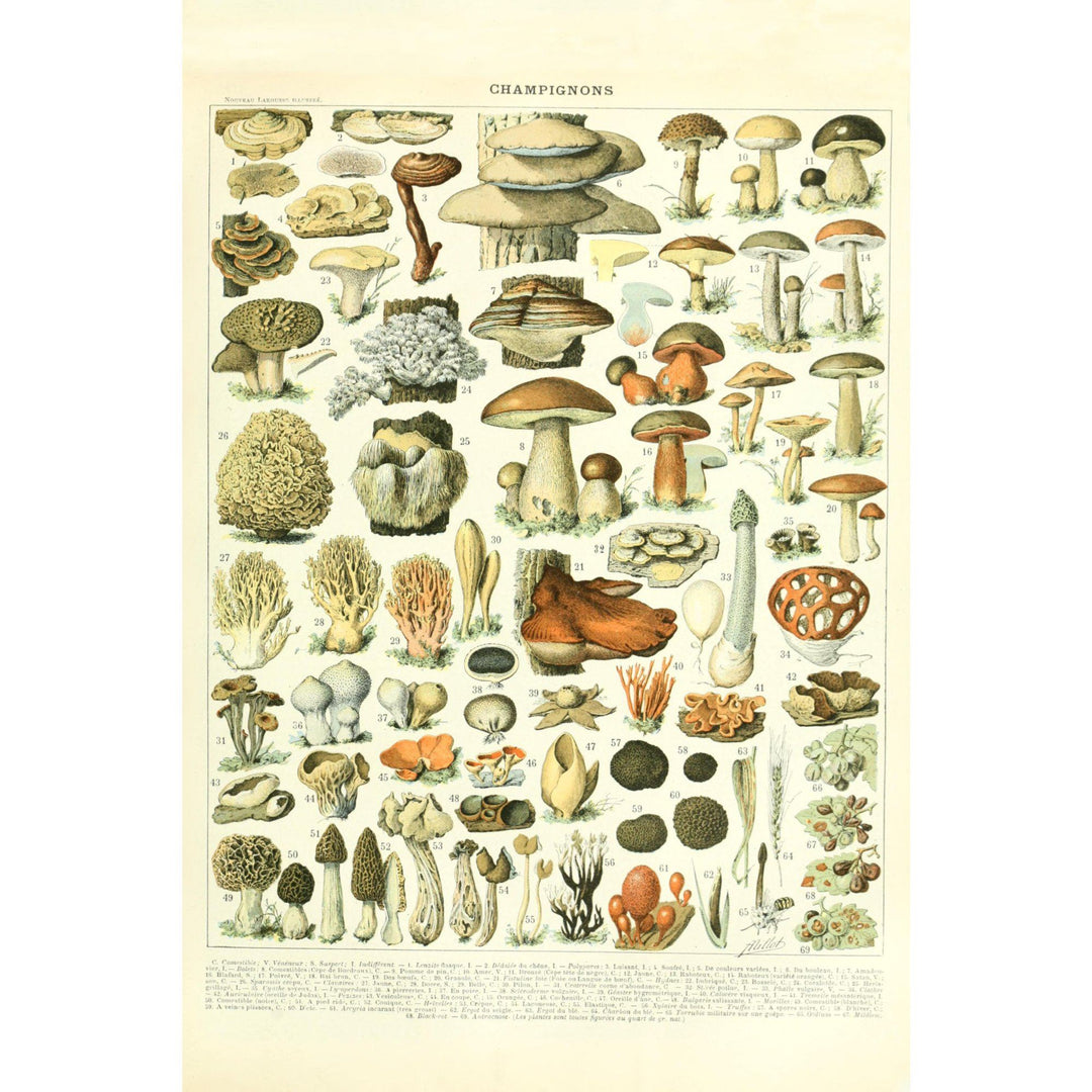 Mushrooms, A, Vintage Bookplate, Adolphe Millot Artwork, Stretched Canvas Canvas Lantern Press 