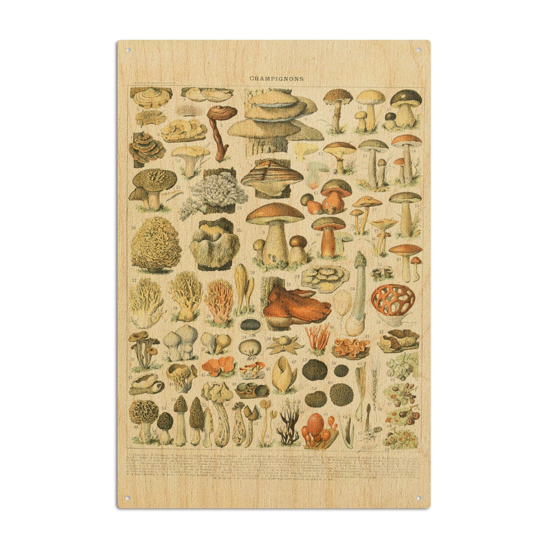 Mushrooms, A, Vintage Bookplate, Adolphe Millot Artwork, Wood Signs and Postcards Wood Lantern Press 10 x 15 Wood Sign 