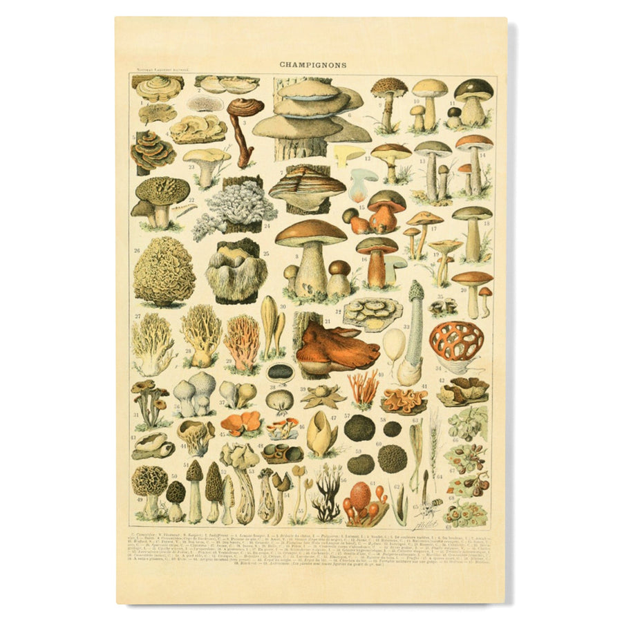 Mushrooms, A, Vintage Bookplate, Adolphe Millot Artwork, Wood Signs and Postcards Wood Lantern Press 