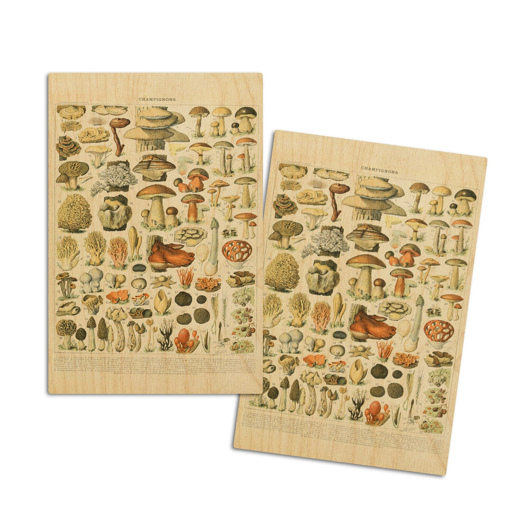 Mushrooms, A, Vintage Bookplate, Adolphe Millot Artwork, Wood Signs and Postcards Wood Lantern Press 4x6 Wood Postcard Set 