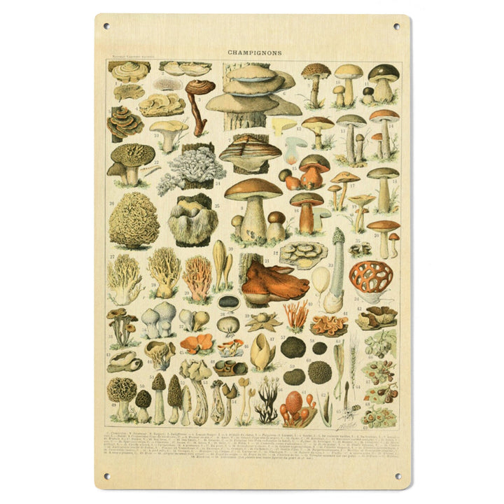 Mushrooms, A, Vintage Bookplate, Adolphe Millot Artwork, Wood Signs and Postcards Wood Lantern Press 