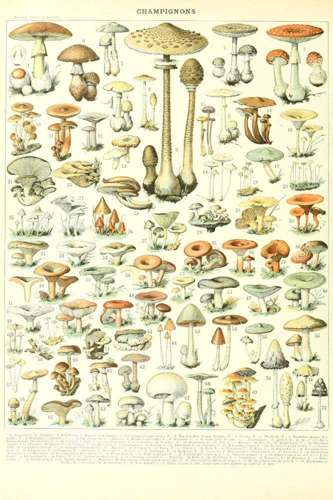 Mushrooms, B, Vintage Bookplate, Adolphe Millot Artwork, Art Prints and Metal Signs Art Lantern Press 12 x 18 Art Print 