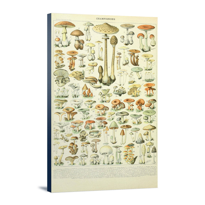 Mushrooms, B, Vintage Bookplate, Adolphe Millot Artwork, Stretched Canvas Canvas Lantern Press 12x18 Stretched Canvas 