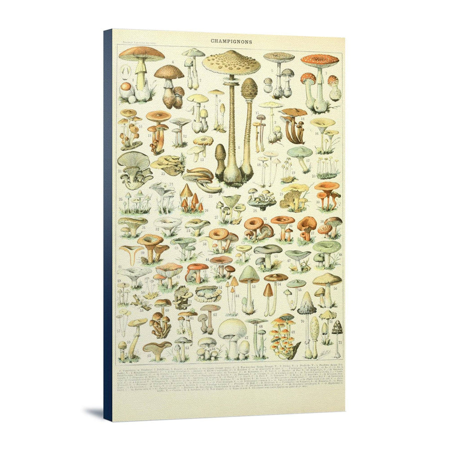 Mushrooms, B, Vintage Bookplate, Adolphe Millot Artwork, Stretched Canvas Canvas Lantern Press 
