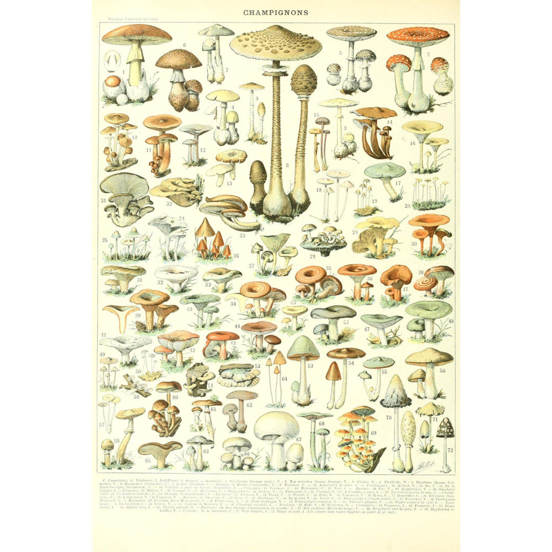 Mushrooms, B, Vintage Bookplate, Adolphe Millot Artwork, Stretched Canvas Canvas Lantern Press 