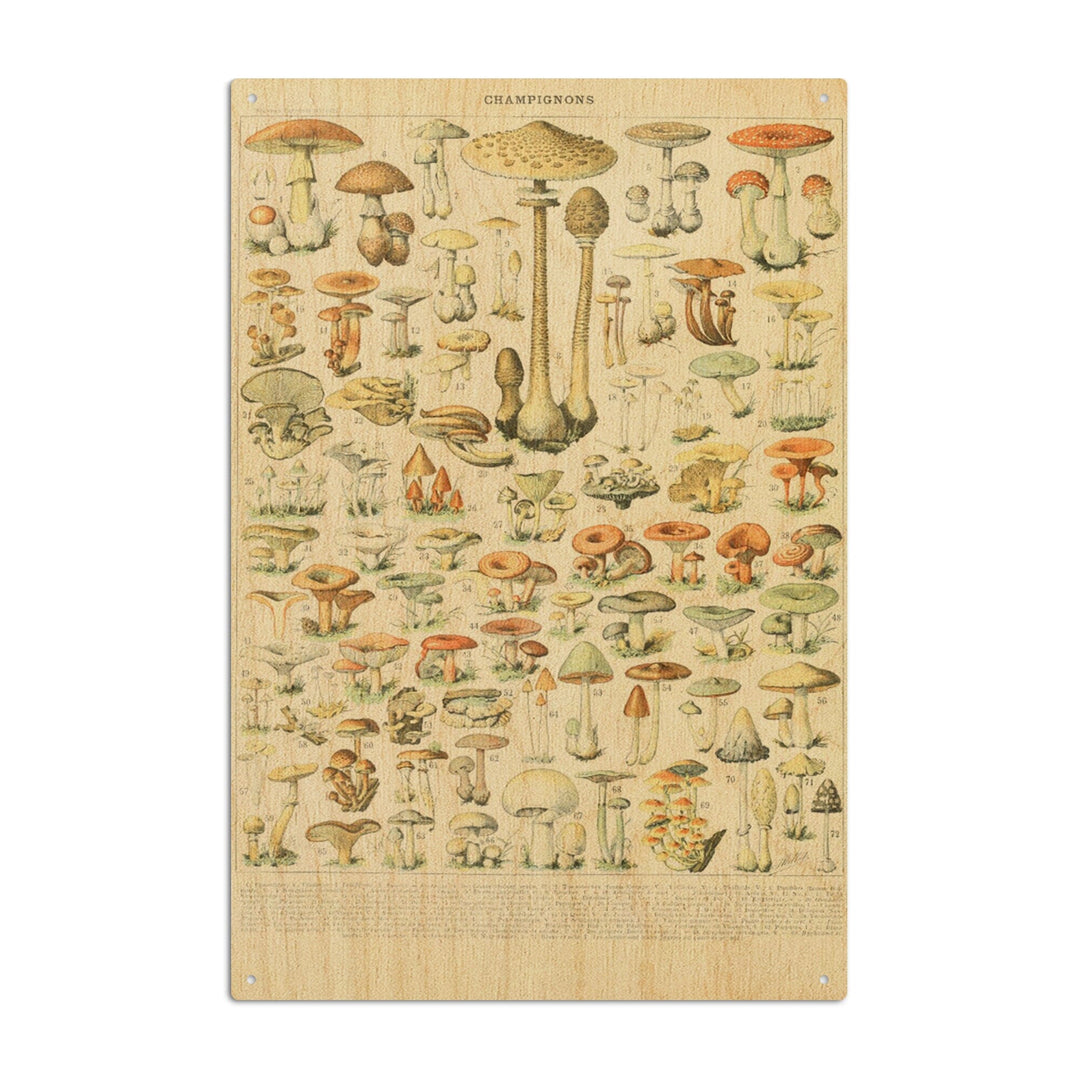 Mushrooms, B, Vintage Bookplate, Adolphe Millot Artwork, Wood Signs and Postcards Wood Lantern Press 10 x 15 Wood Sign 