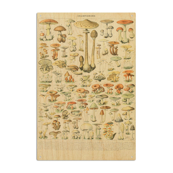 Mushrooms, B, Vintage Bookplate, Adolphe Millot Artwork, Wood Signs and Postcards Wood Lantern Press 10 x 15 Wood Sign 