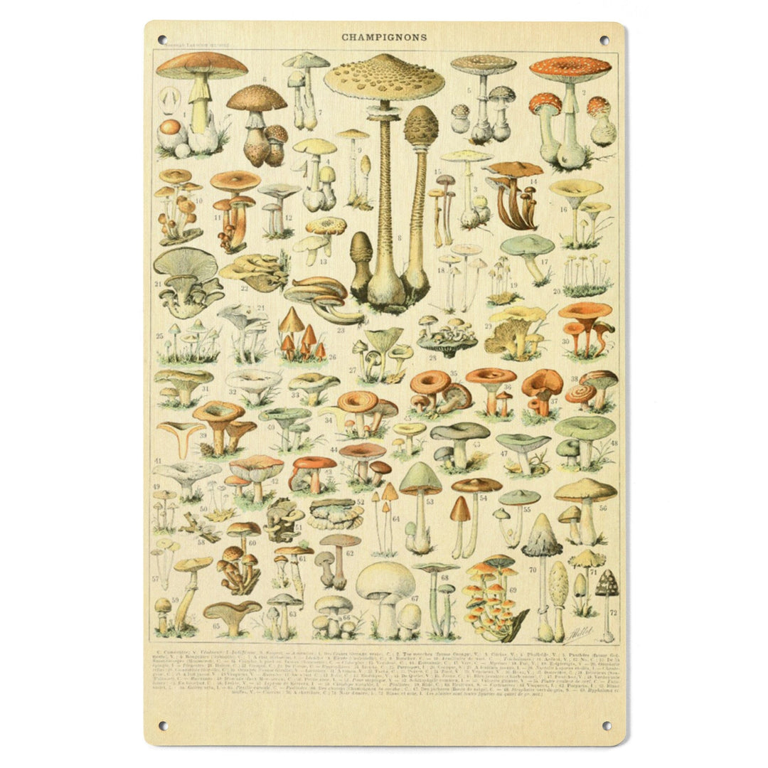 Mushrooms, B, Vintage Bookplate, Adolphe Millot Artwork, Wood Signs and Postcards Wood Lantern Press 