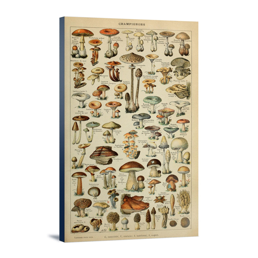 Mushrooms, C, Vintage Bookplate, Adolphe Millot Artwork, Stretched Canvas Canvas Lantern Press 12x18 Stretched Canvas 