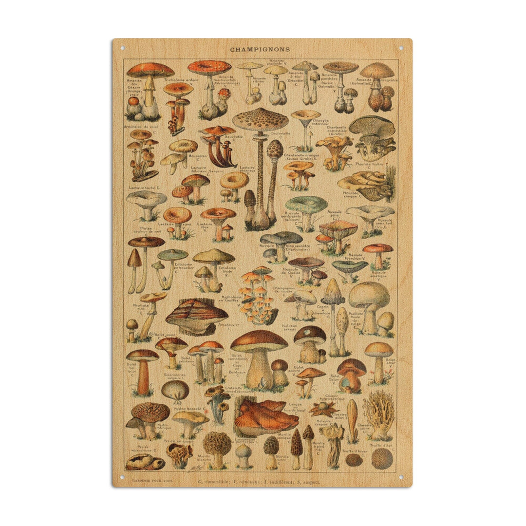 Mushrooms, C, Vintage Bookplate, Adolphe Millot Artwork, Wood Signs and Postcards Wood Lantern Press 10 x 15 Wood Sign 